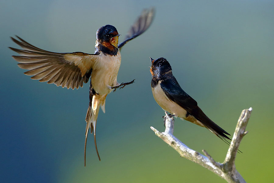 又是一年燕子回时（花园煤矿&nbsp;&nbsp;陈凤阁）