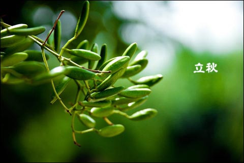 立秋随想（霄云煤矿&nbsp;张跟党）